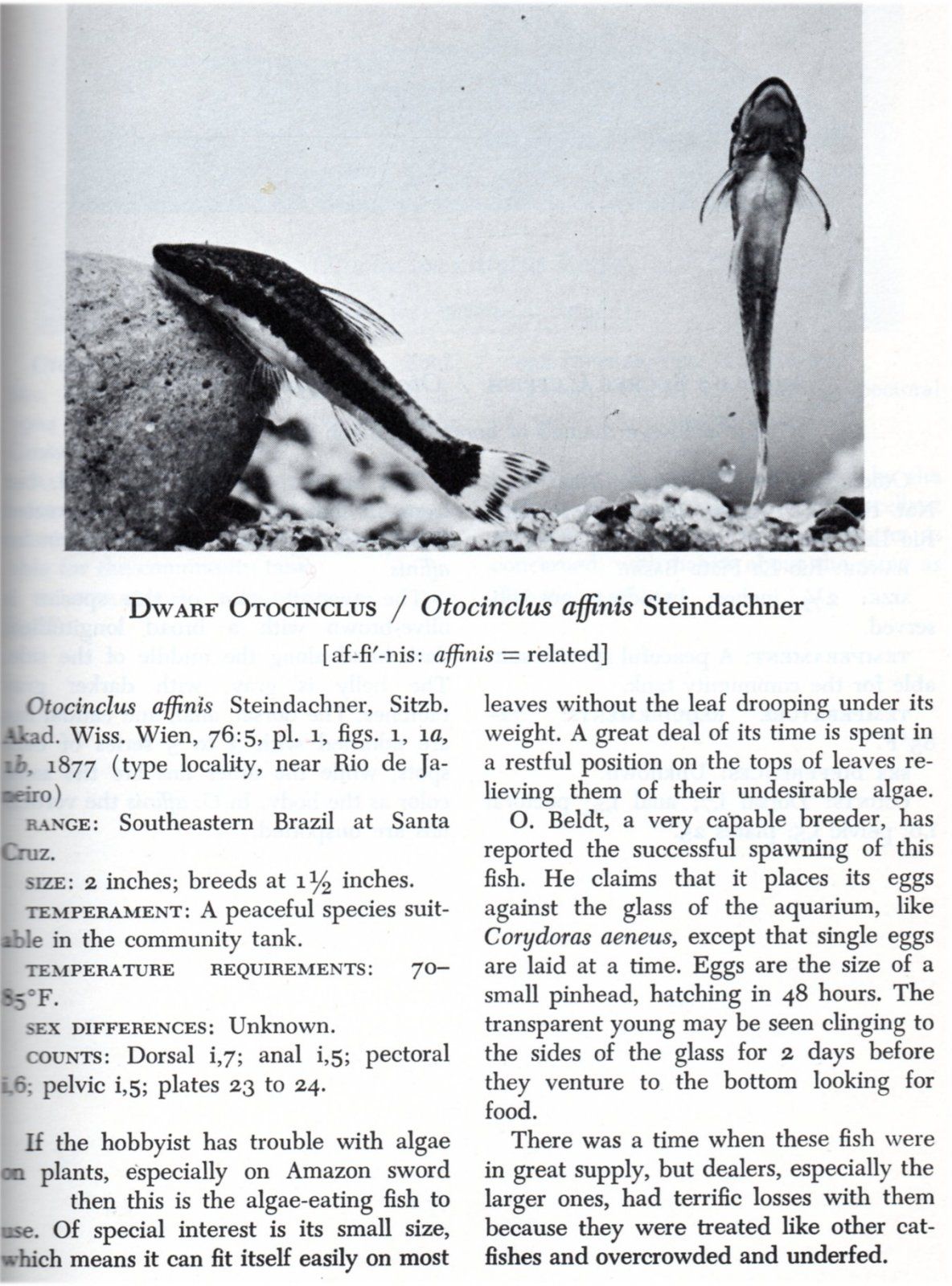 Otocinclus re. Axelrod's  Handbook of Tropical Aquarium Fishes.jpg