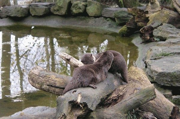 otters.jpg