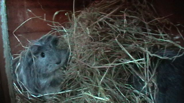 ottis and silver friends 008.JPG