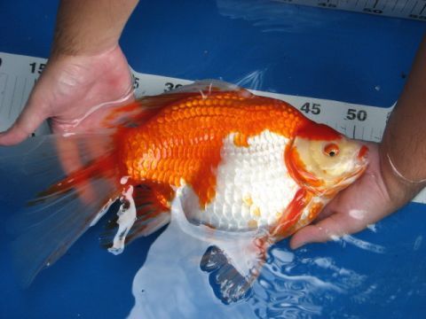 over-30cm-of-goldfish.jpg