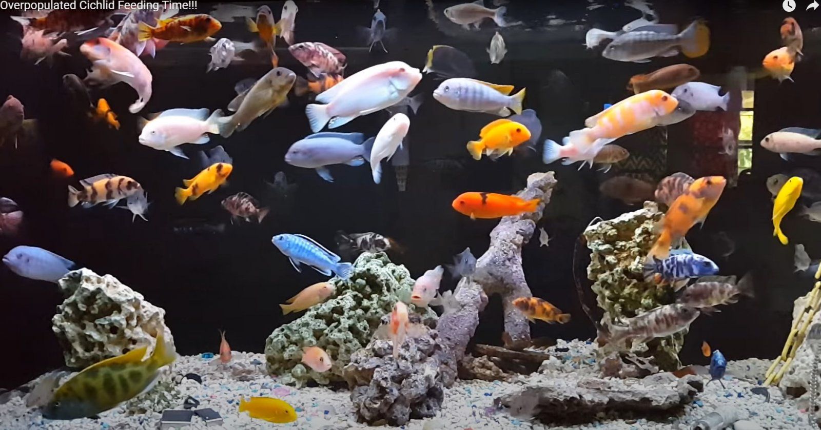 Overstock Mbuna.jpg
