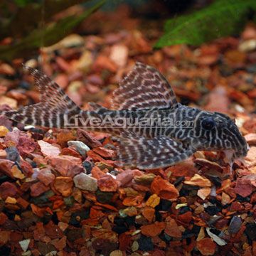 p-89872-Gypsy-King-Tiger-L.jpg