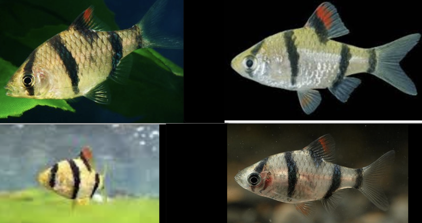 p. partipentazona.png