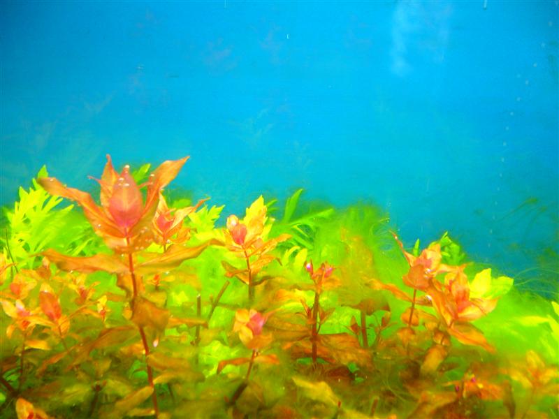 P1000357__Medium_.JPG