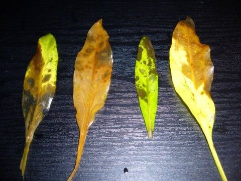 P1000696__640_x_480___480_x_360_.jpg
