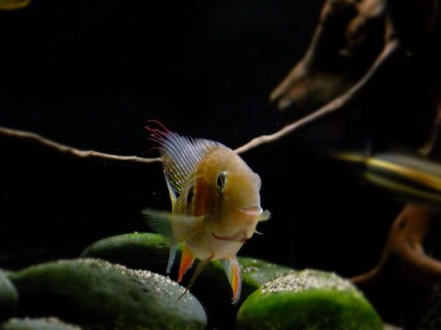 P1050966_zpsa16d83b6.jpg
