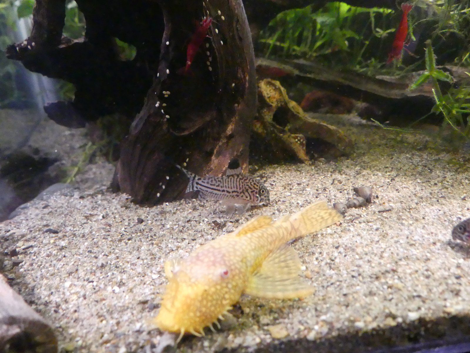 P1090209.JPG