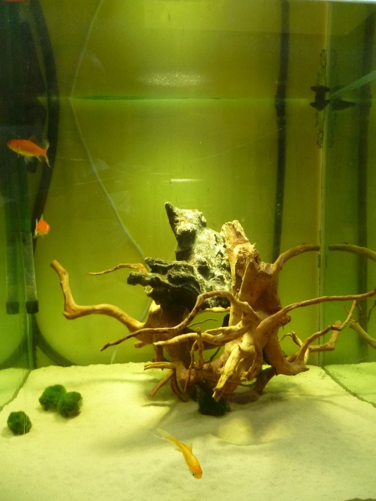 P1140619 (Medium).JPG