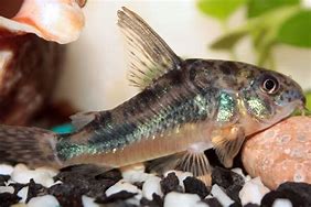 paleatus peppered.jpg