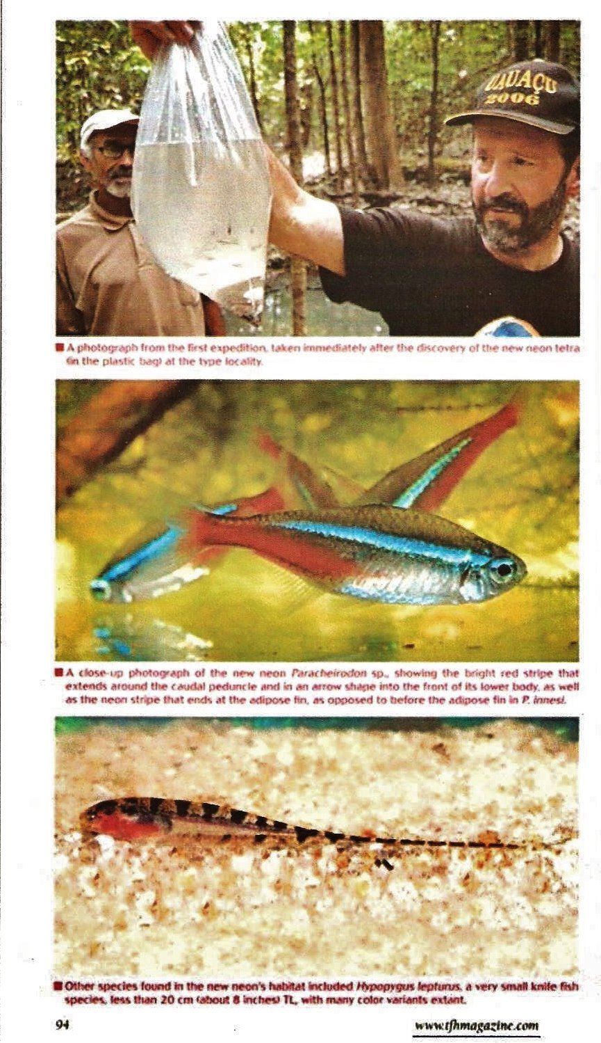 Paracheirodon nov. sp. (2).jpg