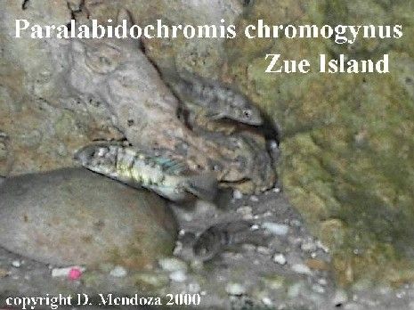 paralabidochromis_chromogynus.jpg