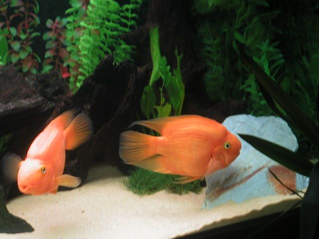 parrots.JPG
