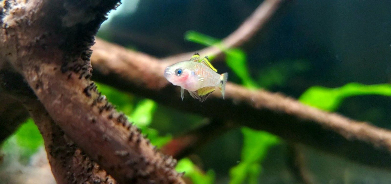 Peacock Gudgeon Fry|| Name: Cpt. Nemo