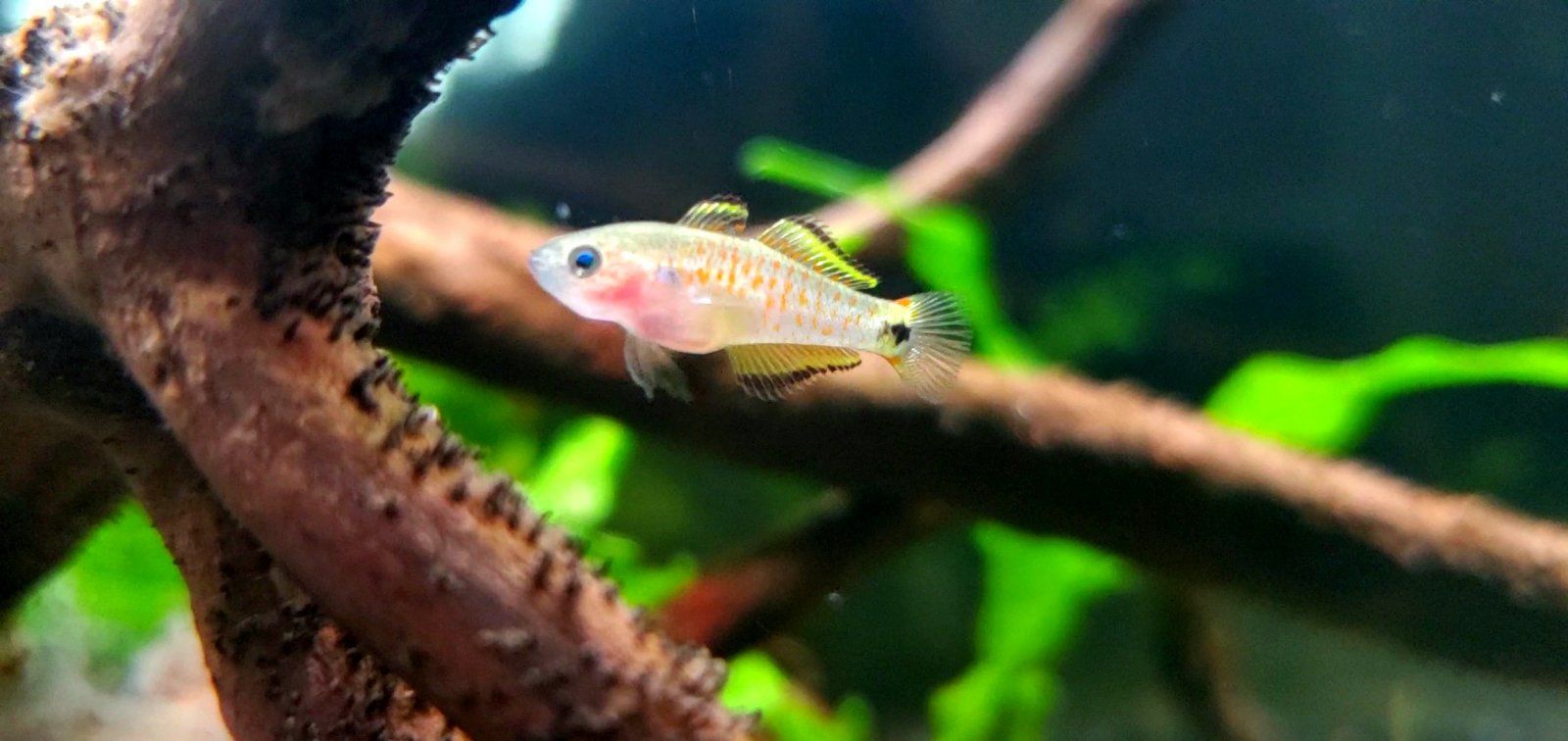 Peacock Gudgeon Fry|| Name: Cpt. Nemo