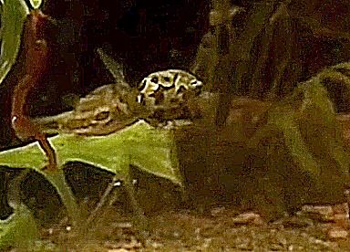 peapuffer.jpg