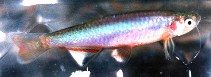 pearl_danio.jpg