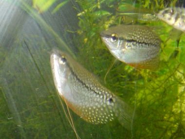 pearl_gourami.jpg