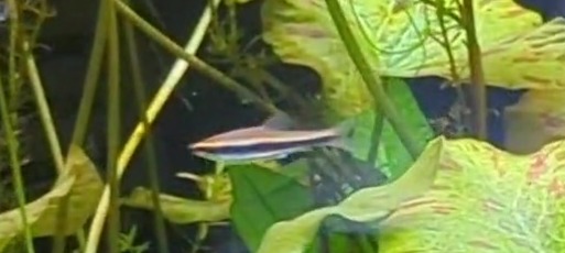 pencilfish.jpg
