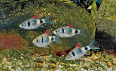 pethia setnai.jpg