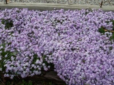 phlox04.jpg