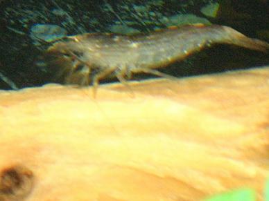 pic1.jpg