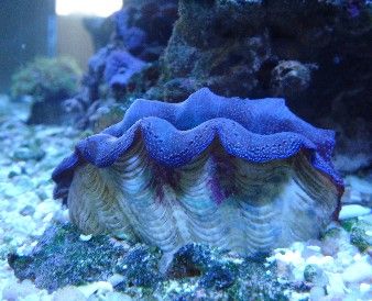 pic39_croceaclam2.jpg
