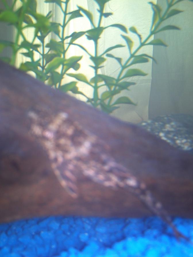PICT0037.JPG