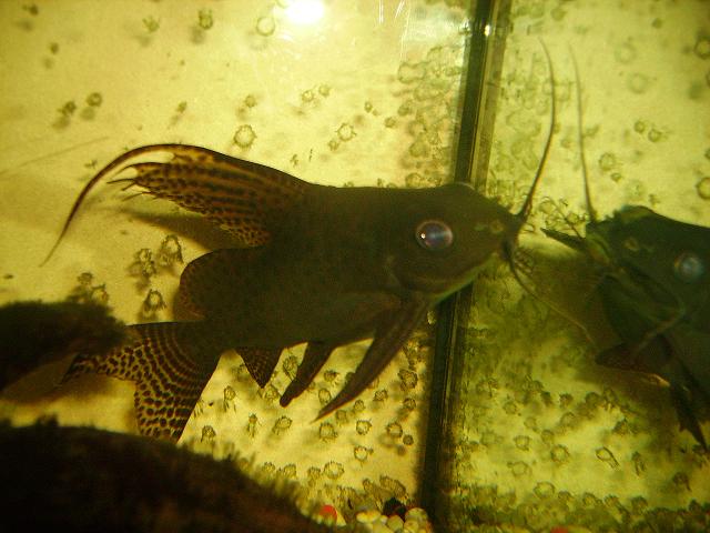 PICT0478.JPG