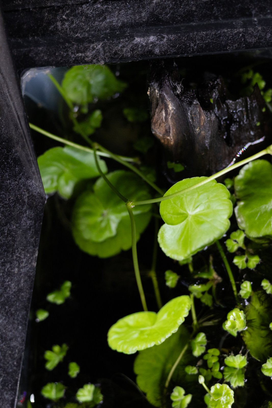 picture of the day-41.jpg