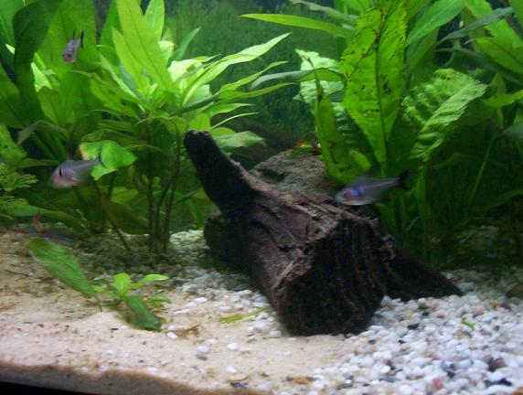 Picture_045.JPG