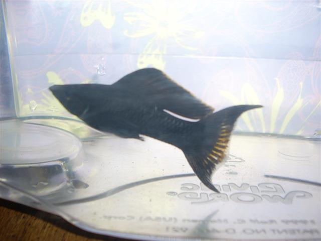 Picture_060__Small_.jpg