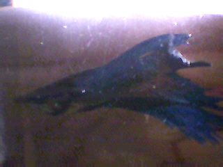 Picture_412.jpg