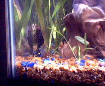 Picture_6plec.jpg