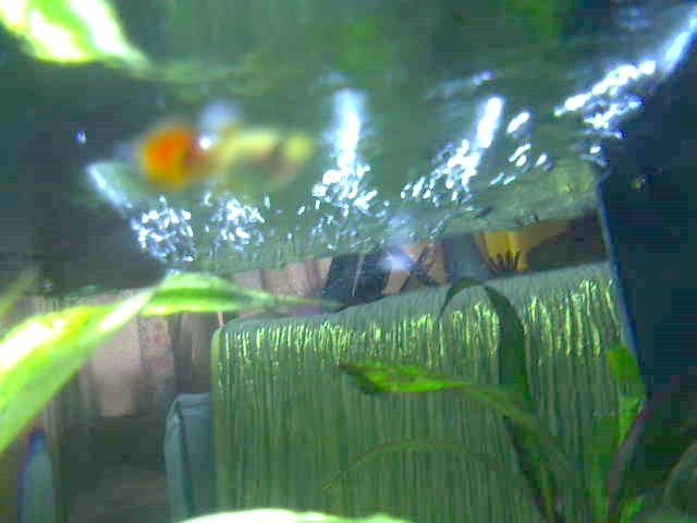 Picture_81.jpg