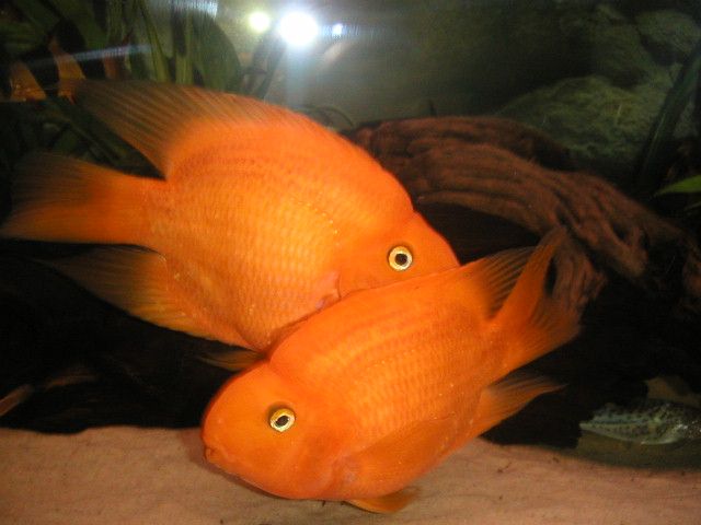 pictures_051.jpg