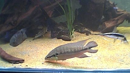 pike_cichlid.jpg