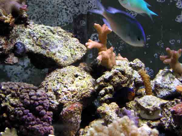 pink_acro__green_chromis.jpg