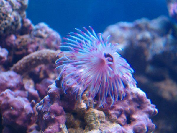 Pink_Feather_worm.jpg