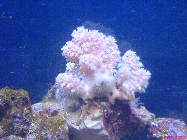 pinkcoral2.JPG