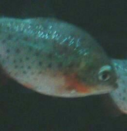 piranha.jpg