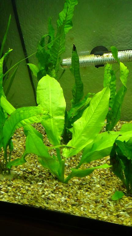 Plant 1a.jpg