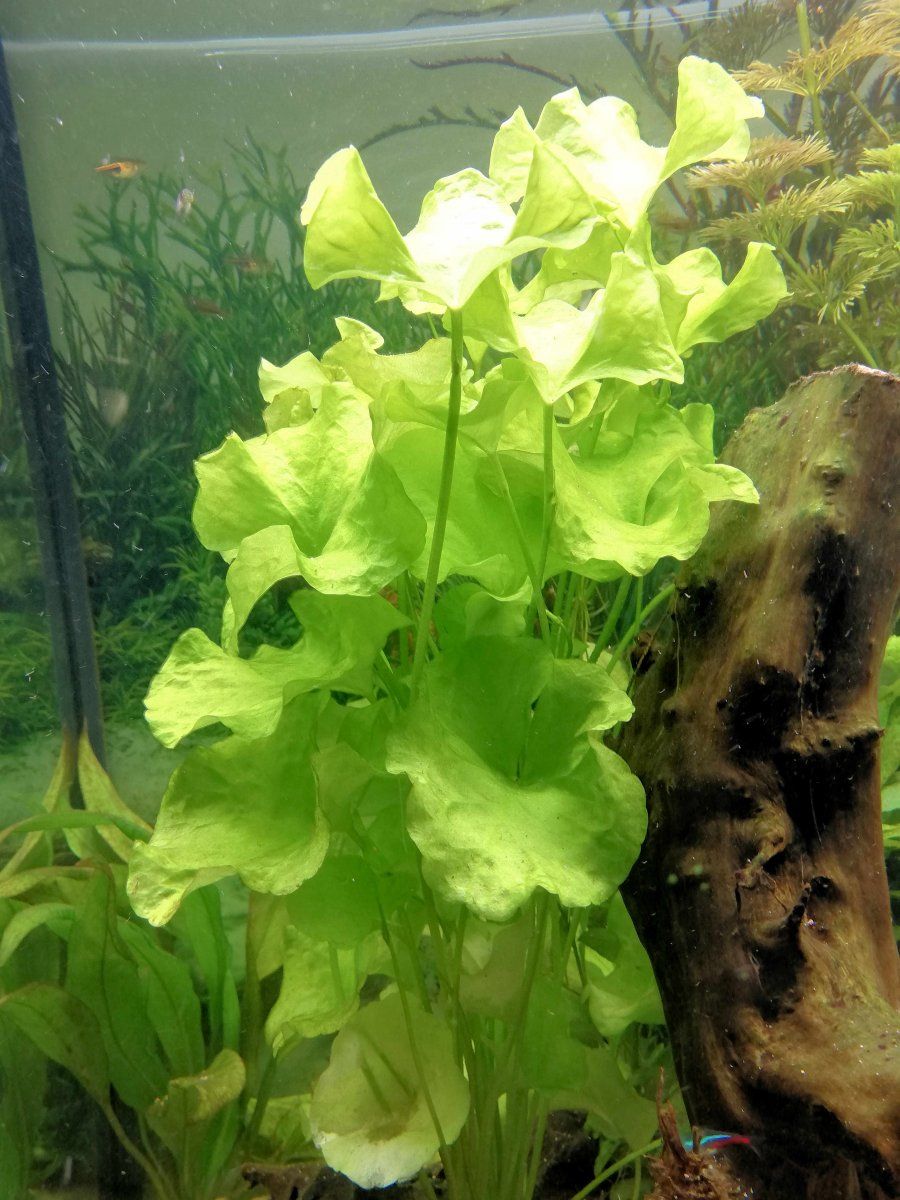Plant 2.jpg