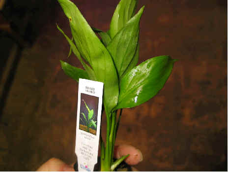 Plant,307.jpg