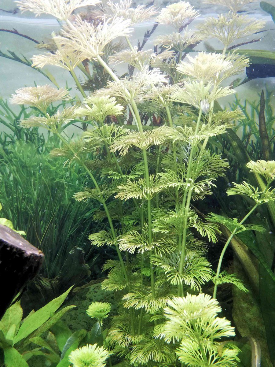 Plant 4.jpg