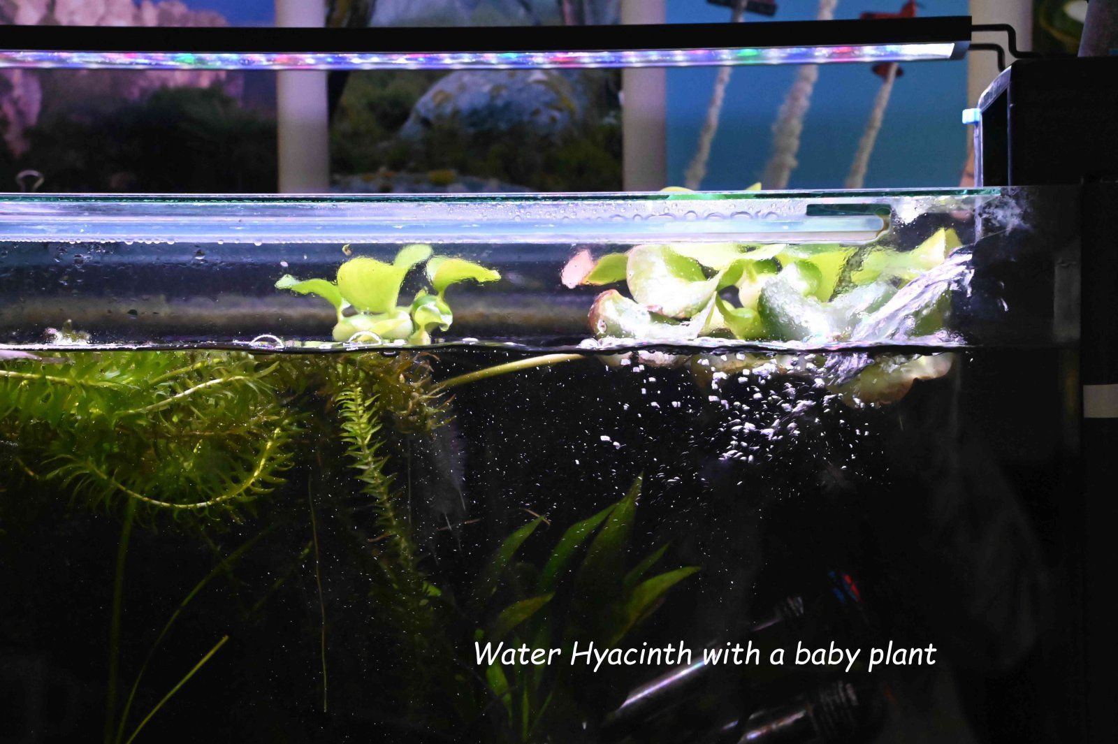 Plant.jpg