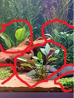 plant.jpg