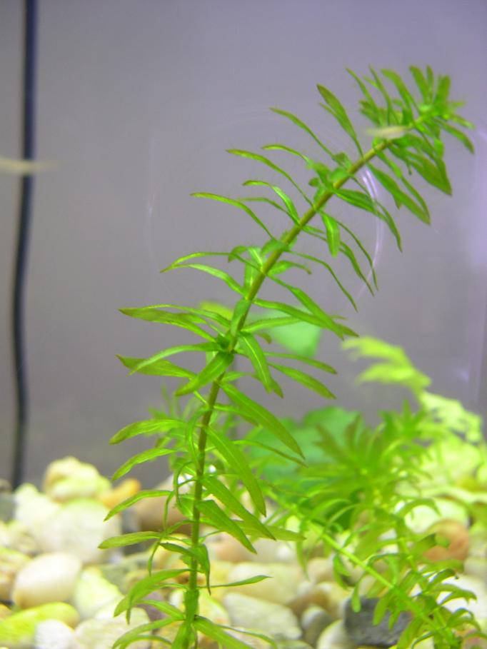 plant1.JPG