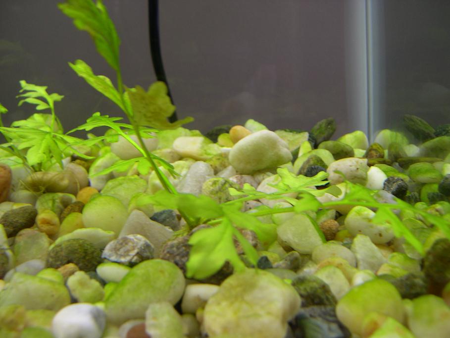 plant2.JPG