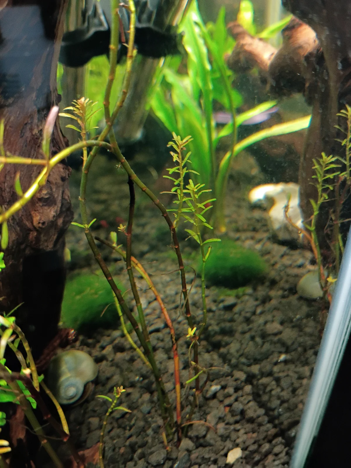 plant2.webp