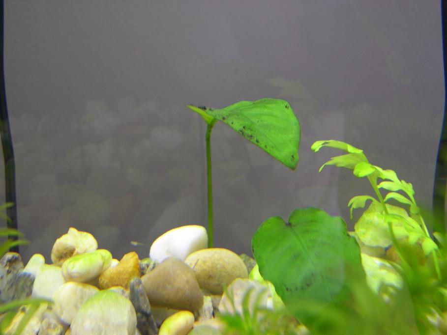 plant3.JPG